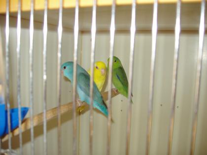 Blaugenicksperlingspapageien abzugeben