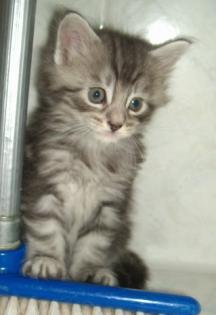 MAINE COON BABY S