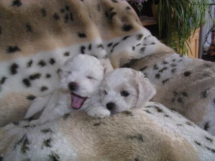 Bichon Fris Welpen