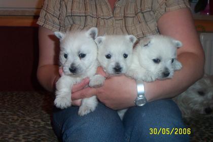 Westiewelpen