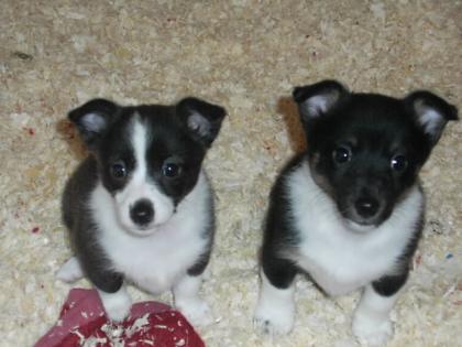 Jack Russel Mischlingswelpen mit Shelti