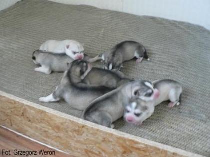 Husky Welpen zu verkaufen