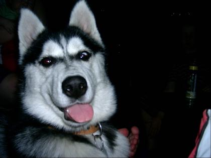 Sibirien Husky weibchen 7 Mon. mit papiere Stubenrein 400Euro VB