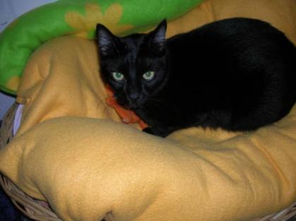 Mars, ein Kater fürs Herz