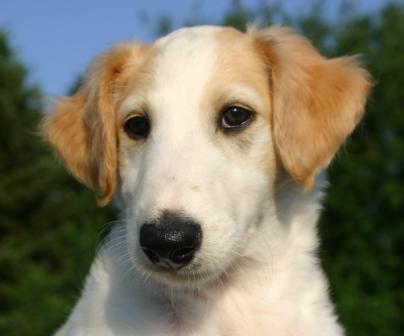 Barsoi, russische windhunde