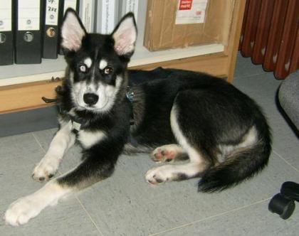 Husky Alaska Malamute Rüde 5monate alt