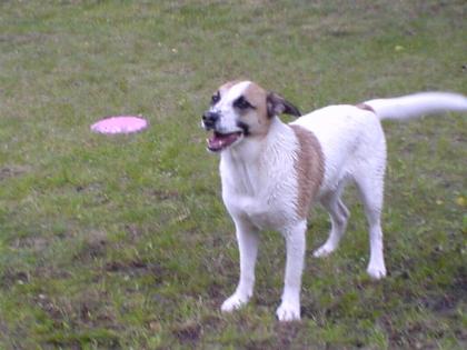 Jack Russel Mix sucht dringend ein neues Zuhause