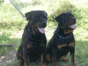 Rottweiler