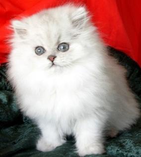 Perserkaterchen