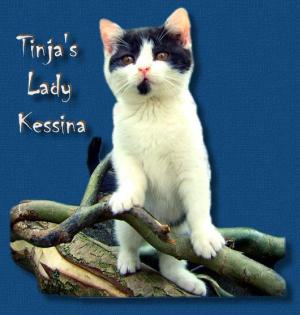 Britisch Kurzhaar BKH Katzenbabys in bicolour