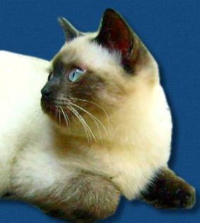 Britisch Kurzhaar BKH Katzenbabys in seal point