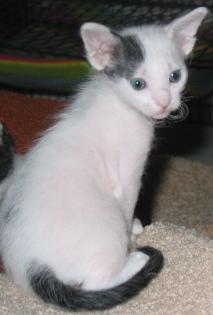 LaPerm Kitten Naehe AC/Selfkant