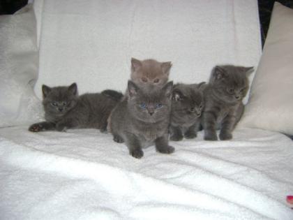 Britisch Kurzhaar Kitten