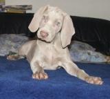 Weimaraner kurzhaar