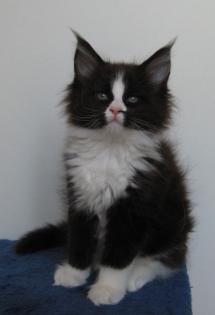 Maine Coon Mädchen