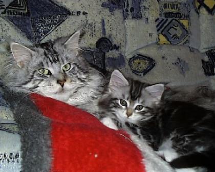 Maine Coon Kitten sucht Schmuseopfer