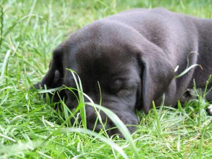 Deutsche Dogge-Welpen
