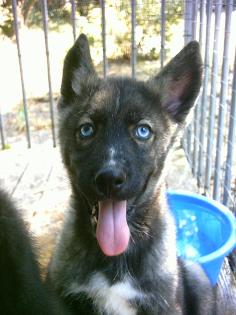 Husky Welpen nur 175 Euro
