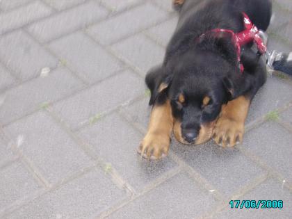 Kleiner Rottweilerwelpe