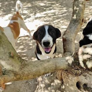 Domino sucht ein passendes Zuhause