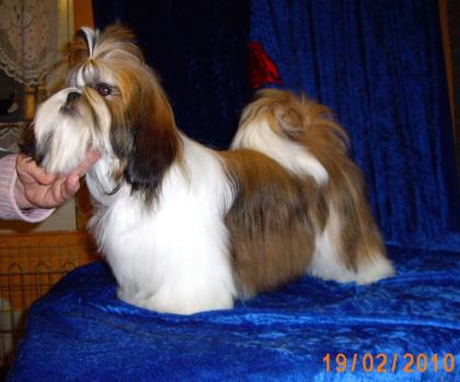 Shih tzu Welpen