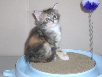 Typvolle Maine Coon Babys