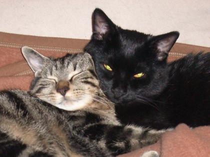 2 süße Katzen wg Allergie abzugeben 1 1/4 jahre alt
