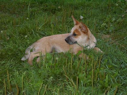 Australian Cattle Dog - Hündin