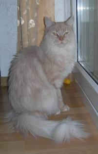 Maine Coon