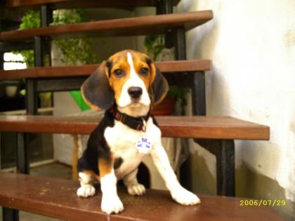 Beagle-Welpe 3 Monate alt