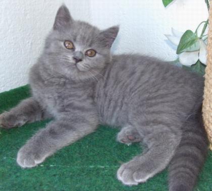 Süßes BKH Kartäuser Mädchen Baby sucht noch Adoptiveltern