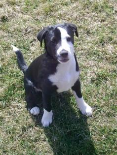 Spitz-Terrier Welpe