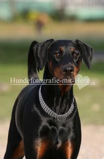 Hundefotografie mit Herz