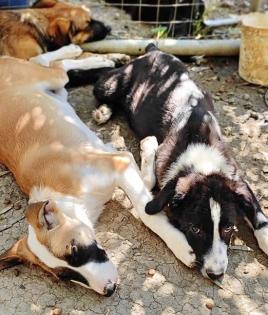 Lagatha sucht ein passendes Zuhause