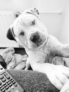 Englishbulldogge