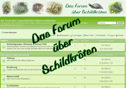 Wir beantworten eure Fragen über Schildkröten