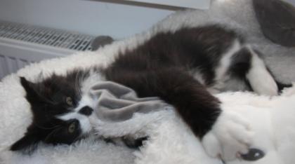 Katzenbetreuung gesucht