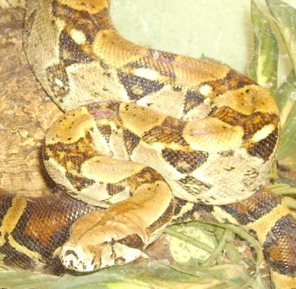 Verkaufe Boa C. Constrictor ca. 2m