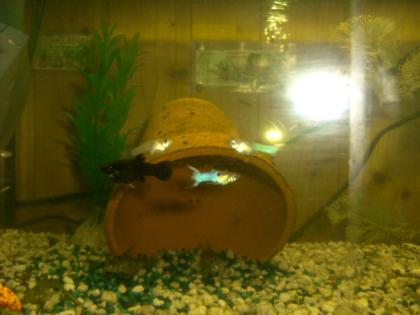 Super hübsche Black Molly s abzugeben