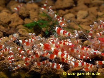 Biete Red Bee Shrimp Grade A K4