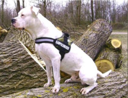 Hundesport-24. Fachausstattung für Freizeit-, Sport- und Diensthunde