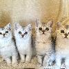 BKH silver shaded Kitten
