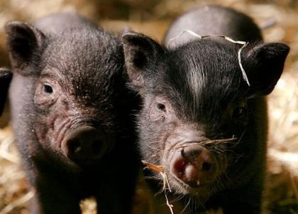 Hängebauchschwein, 10 Monate alt abzugeben