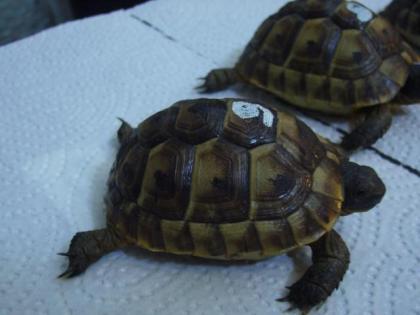 Maurische Landschildkröten NZ 2021