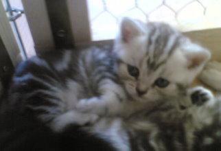 WHISKAS-BABIES BKH SILBERTABBY