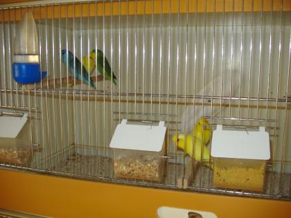 Blaugenicksperlingspapageien abzugeben