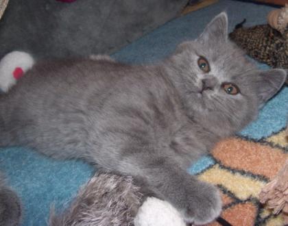 1 süßes BKH Kartäuser Mädchen Baby sucht noch Adoptiveltern
