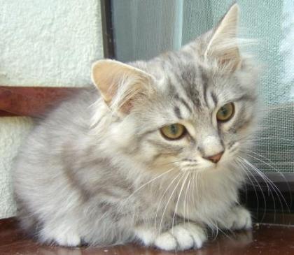 Sibirische Katzenkinder