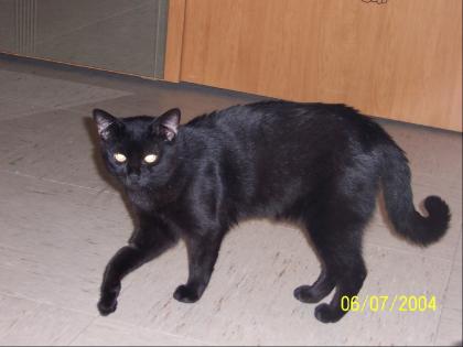 Wer hat meinen Kater gesehen