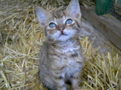 Katzenbabys